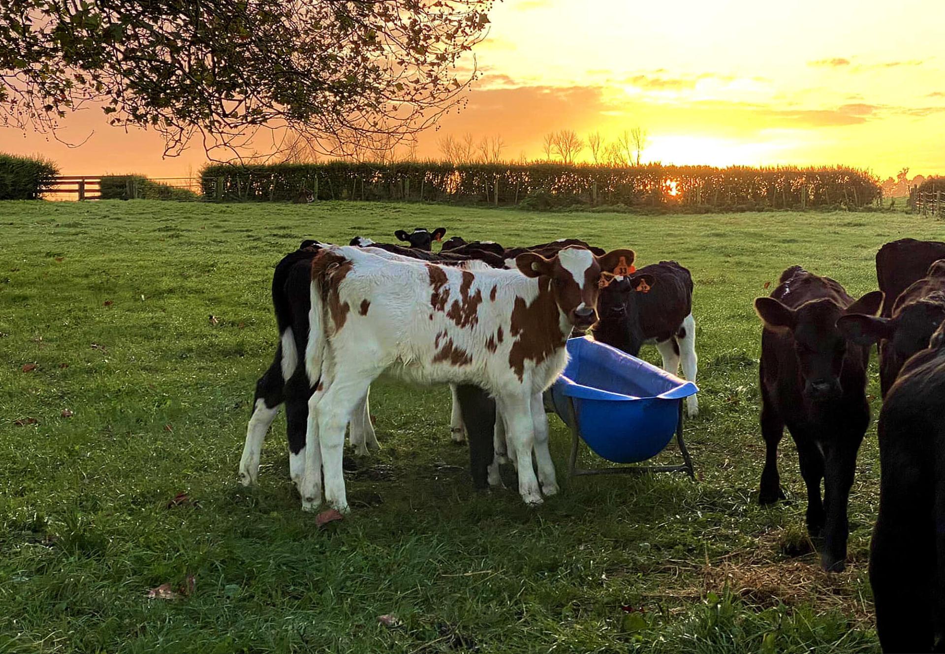 Loose blends expand stock food range
