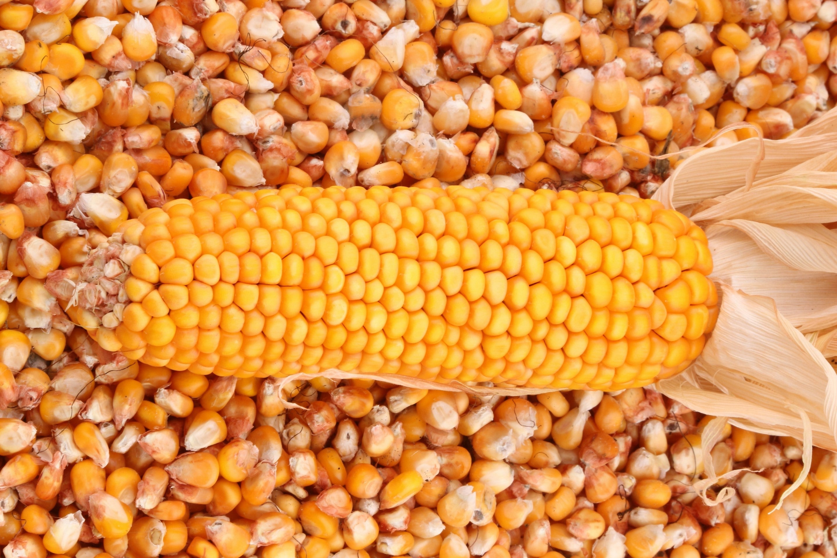 Maize in Stock Feeds