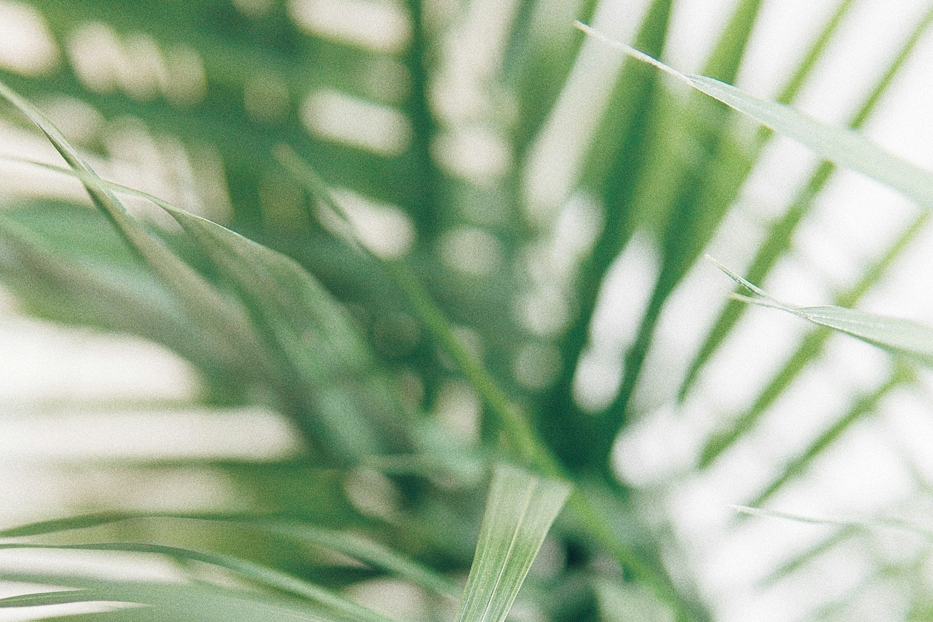 Palm Kernel as Stock Feed