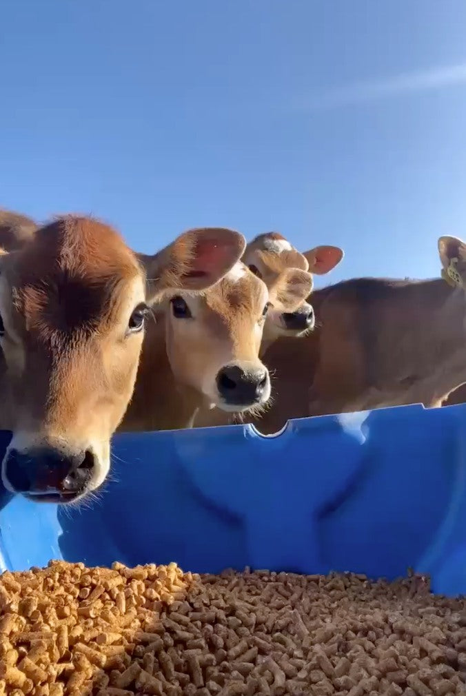 jersey_calves_548f3d61-e3cf-4eb7-b91c-07e447a7fa88.jpg