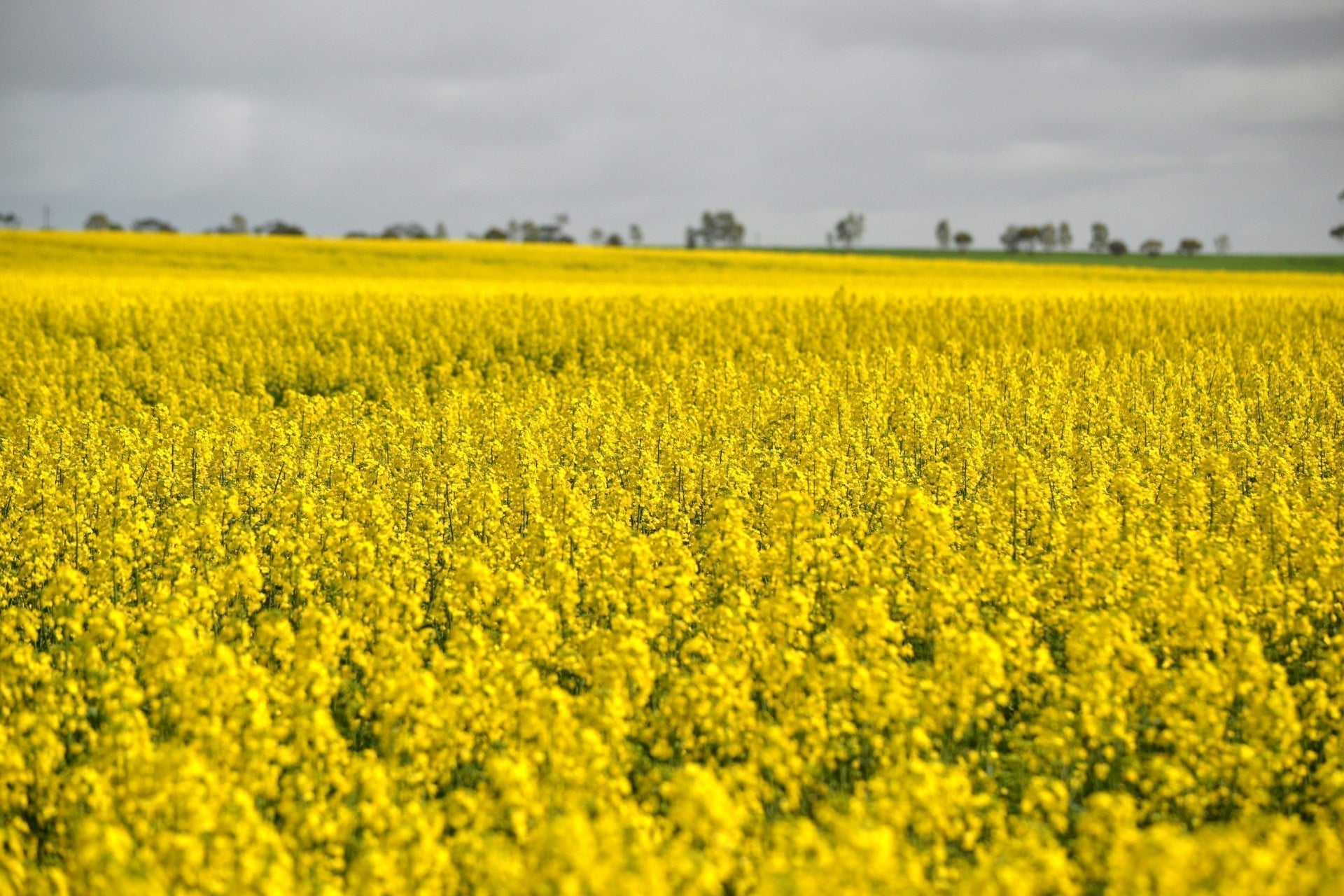 Canola Meal in Stock Food