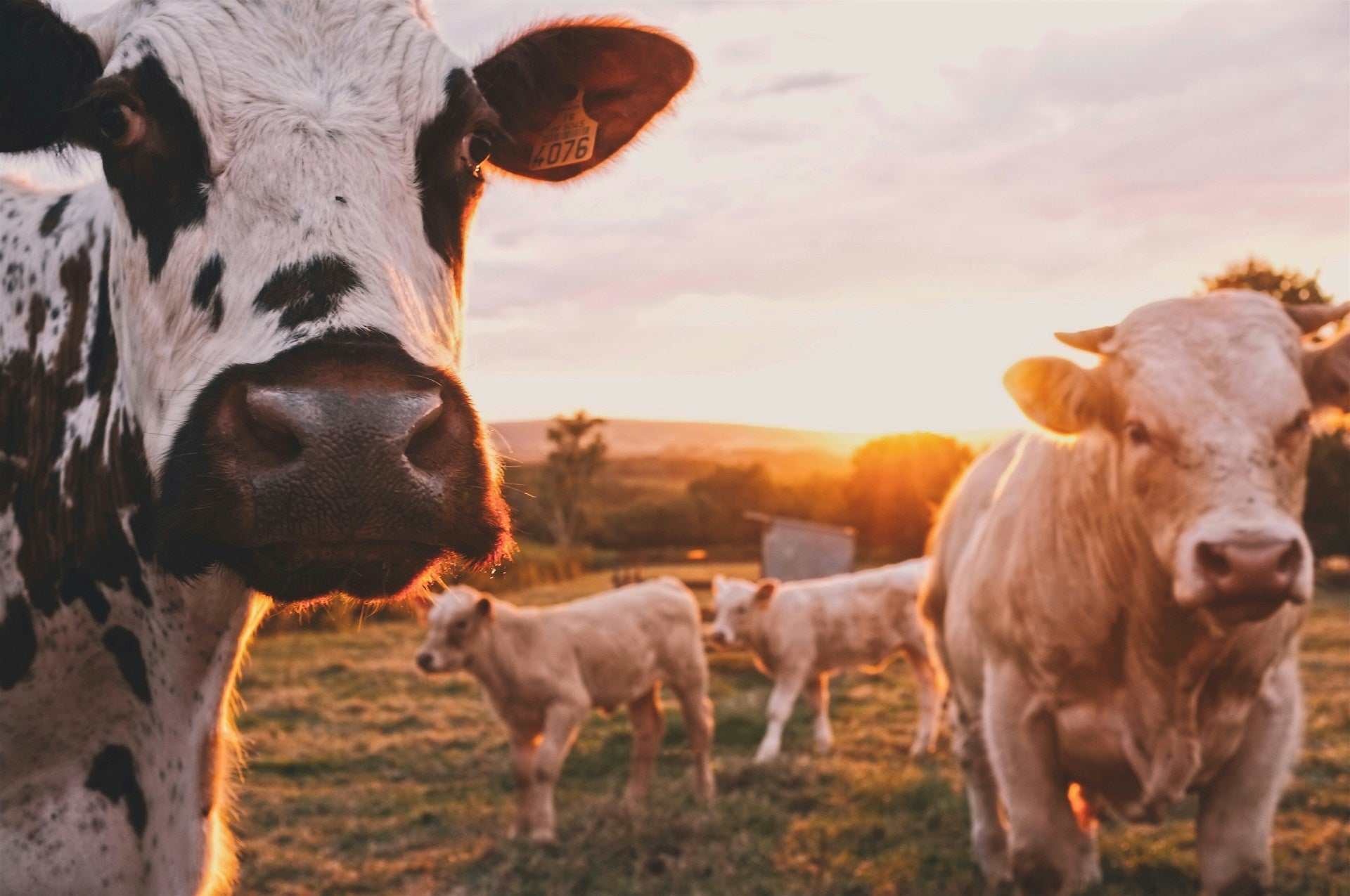 Mineral Deficiency - or Dry Matter, Energy & Protein?