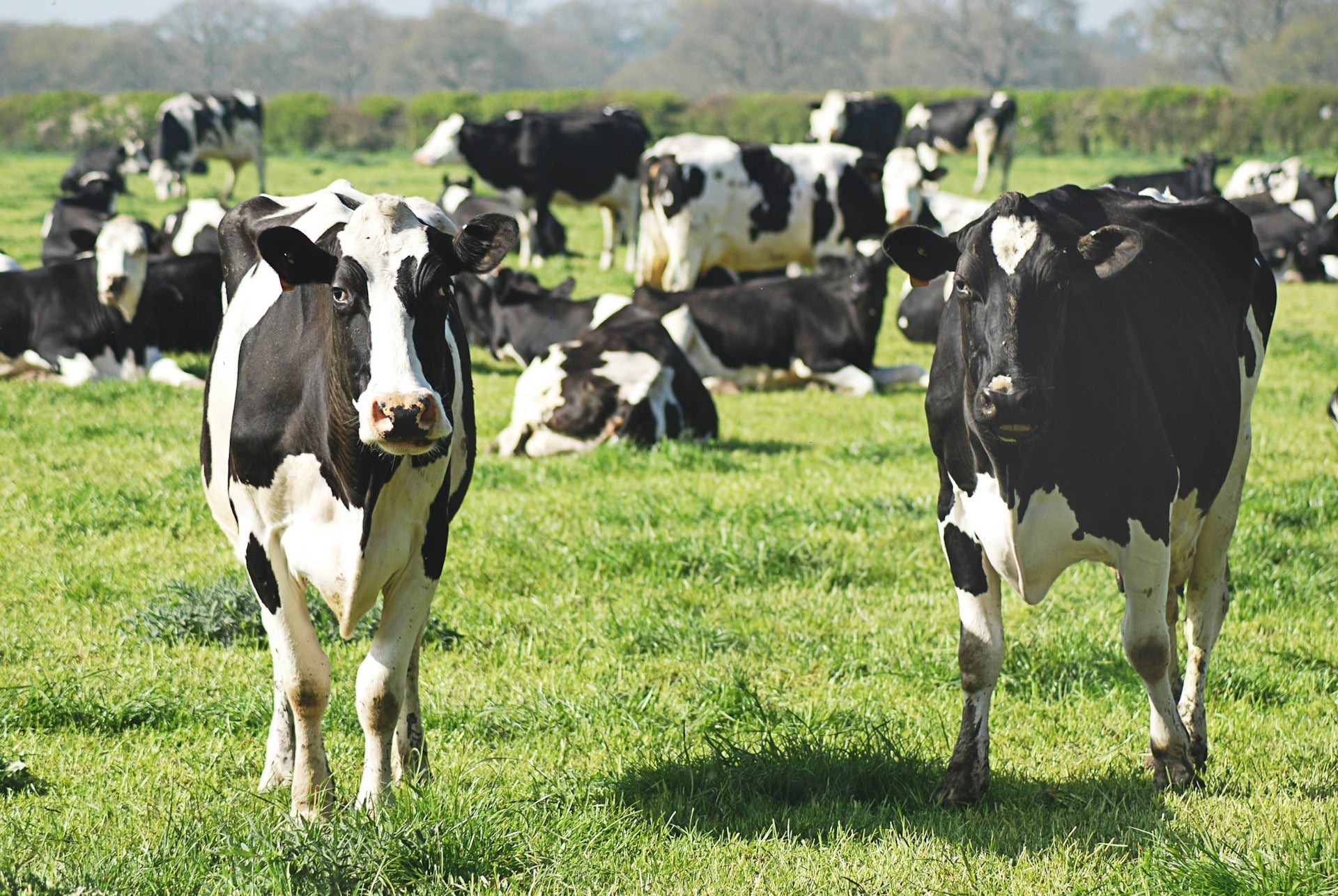It’s Mating Season! Ensure Your Herd is Ready for Success