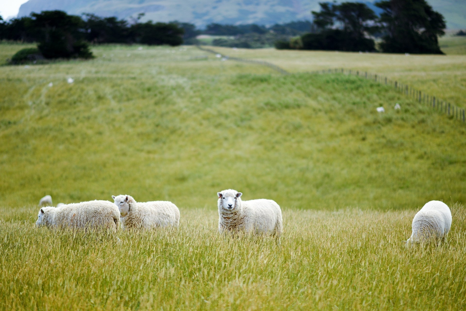 Discover the Benefits of GrainHub Goat & Sheep Pellets