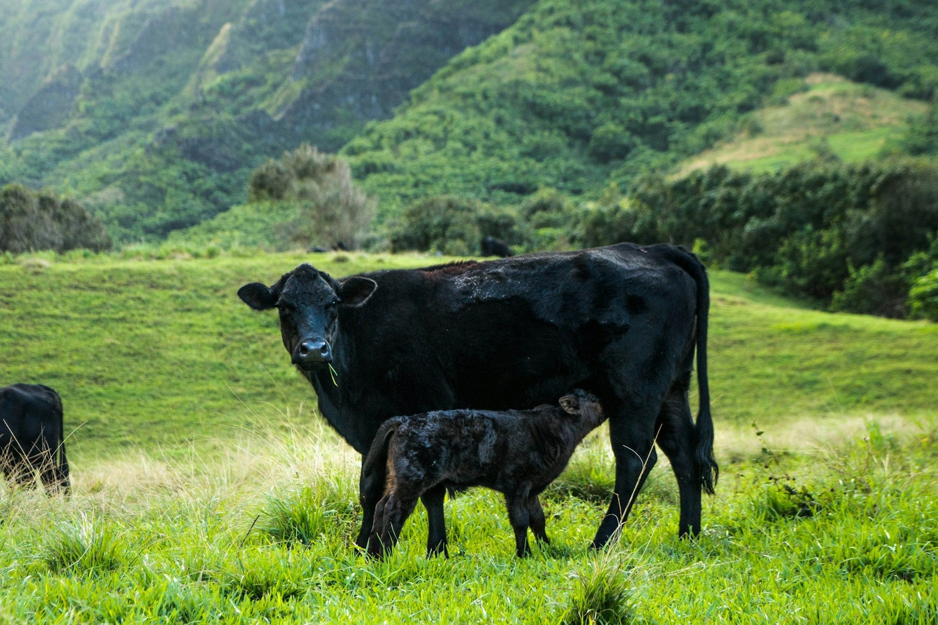 Stock Feeds for Beef Cattle