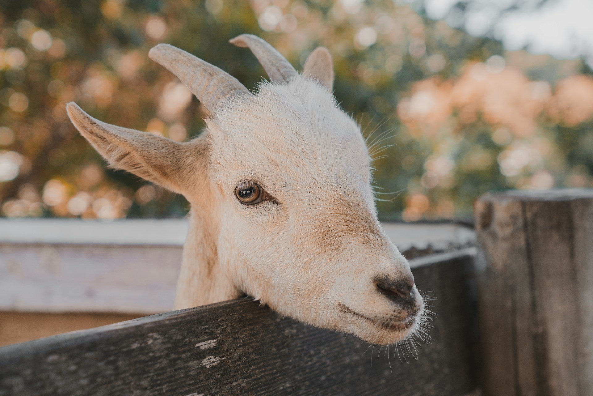 Feed for Dairy Sheep & Goats