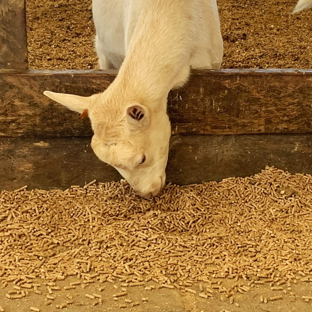 Goat_eating_feed_pellets.jpg