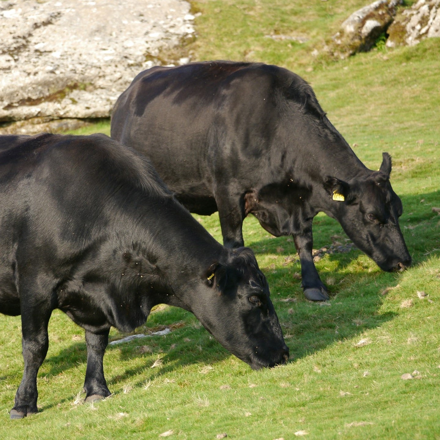 angus_beef.jpg
