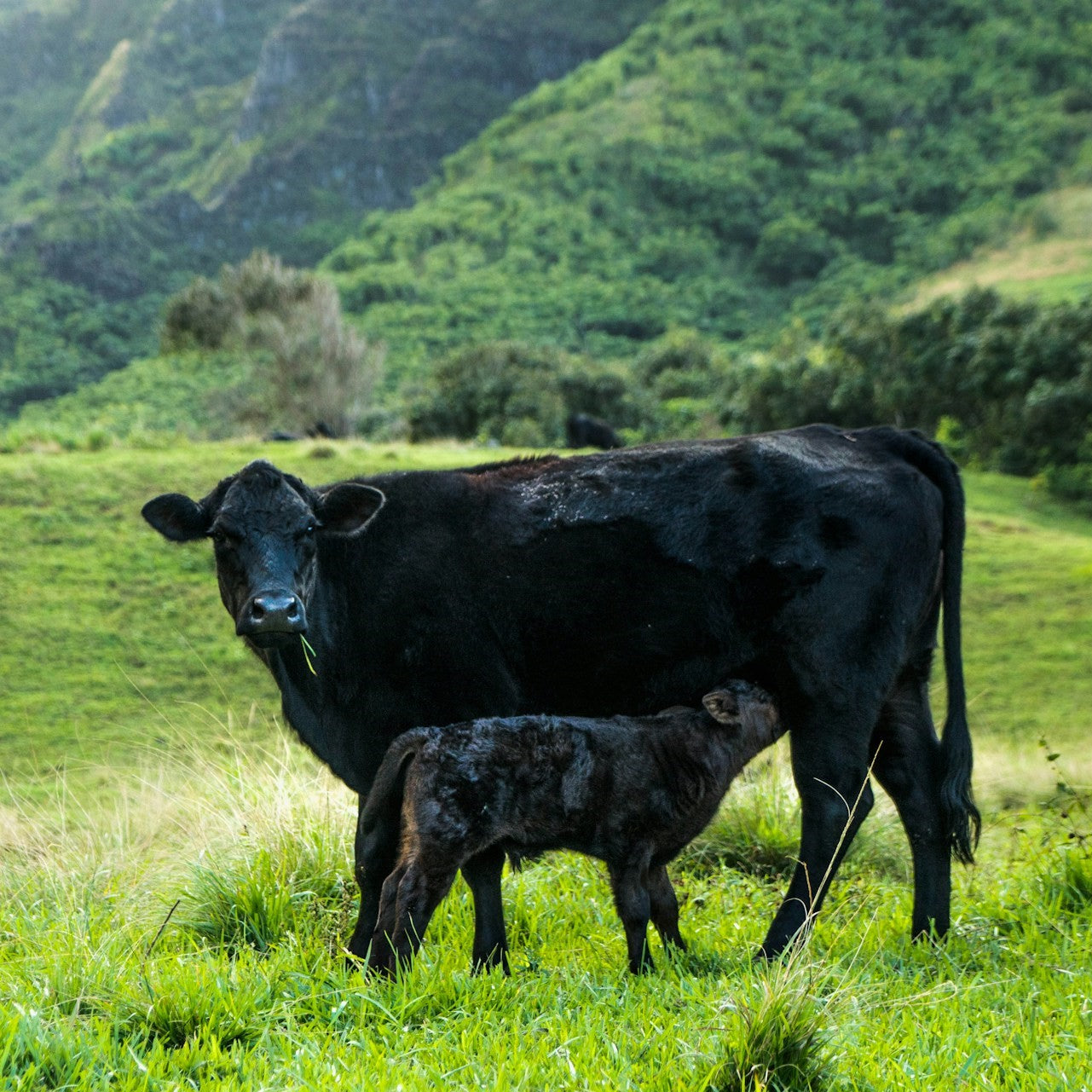 angus_cow_and_nursing_calf.jpg
