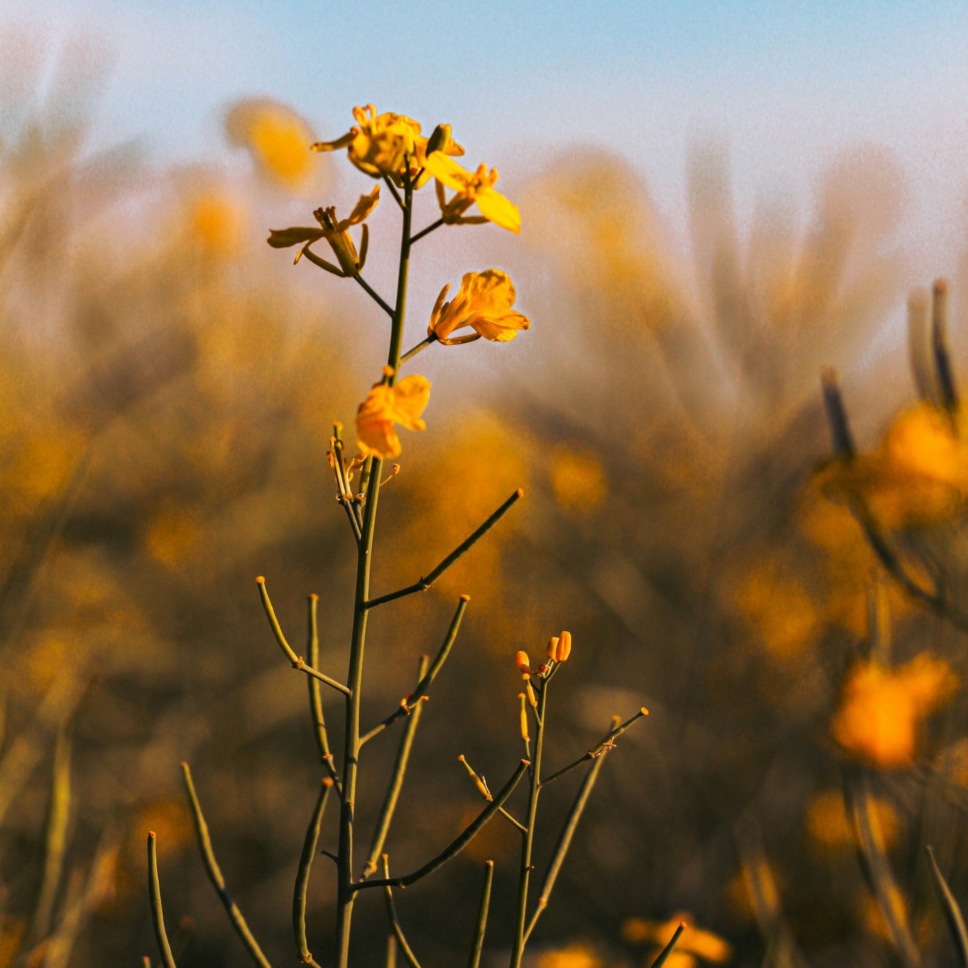 canolaflowers.jpg