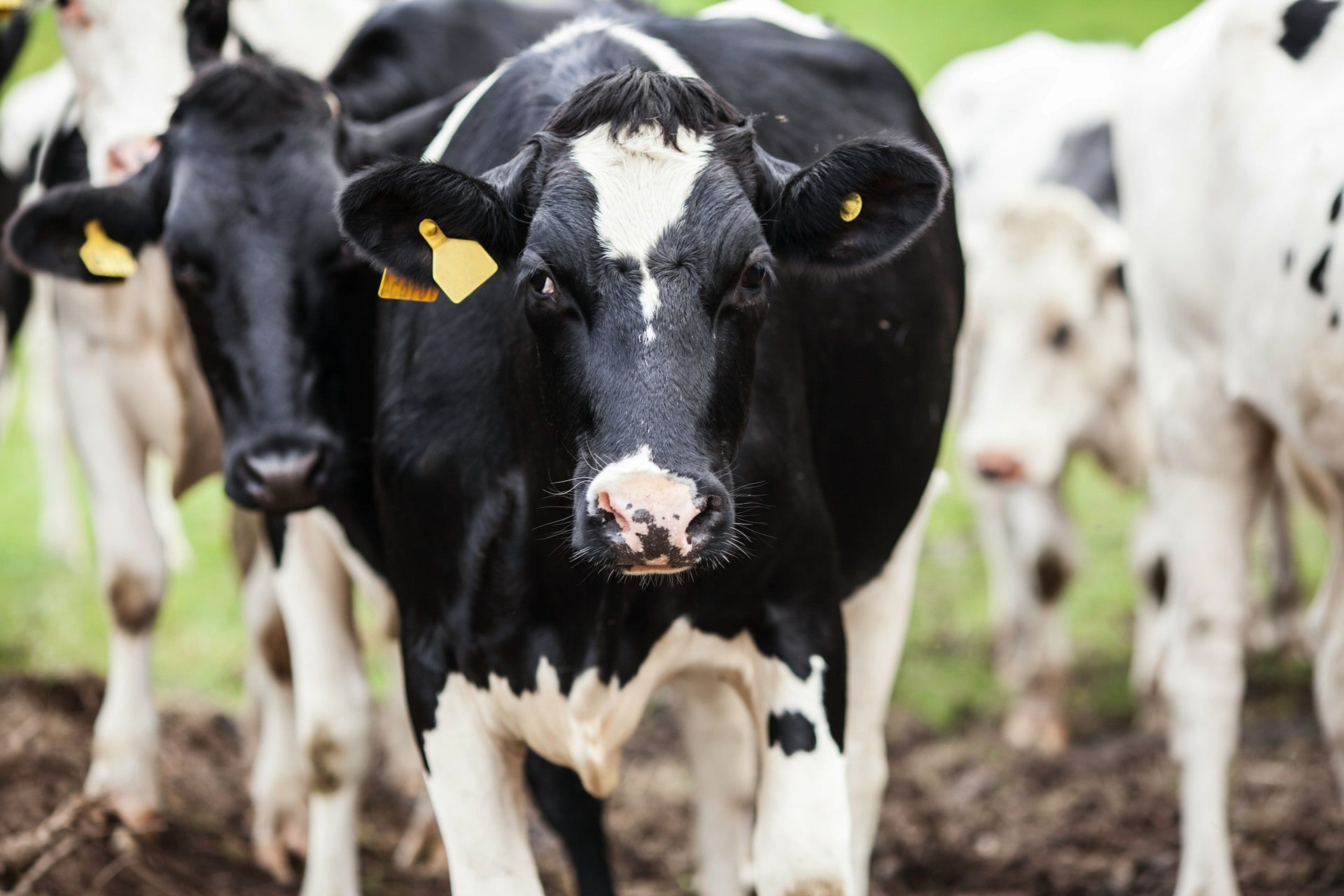 dairy_cows.jpg