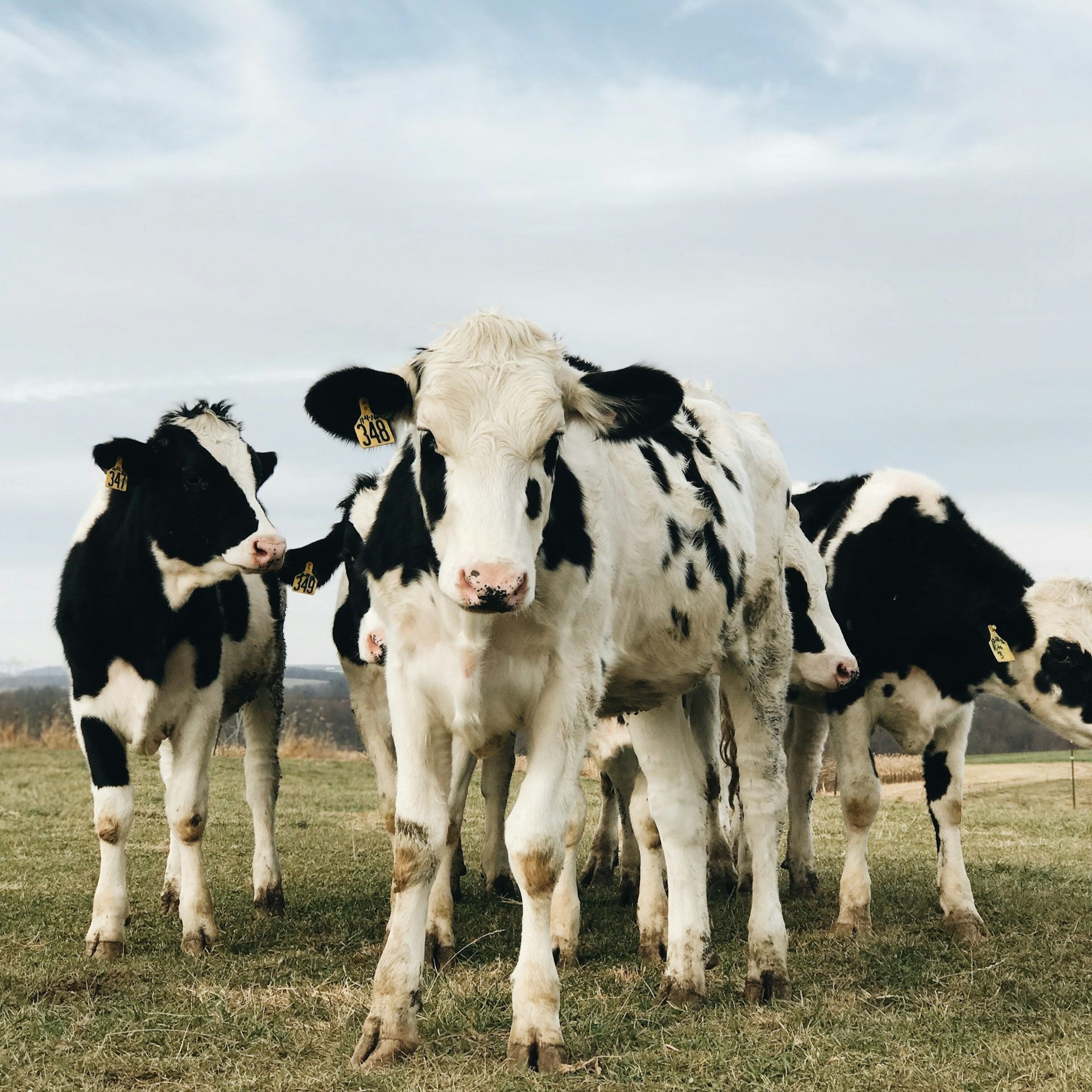 heifers.jpg