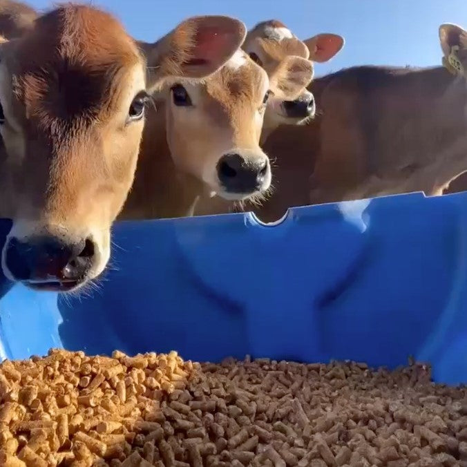 GrainHub Calf