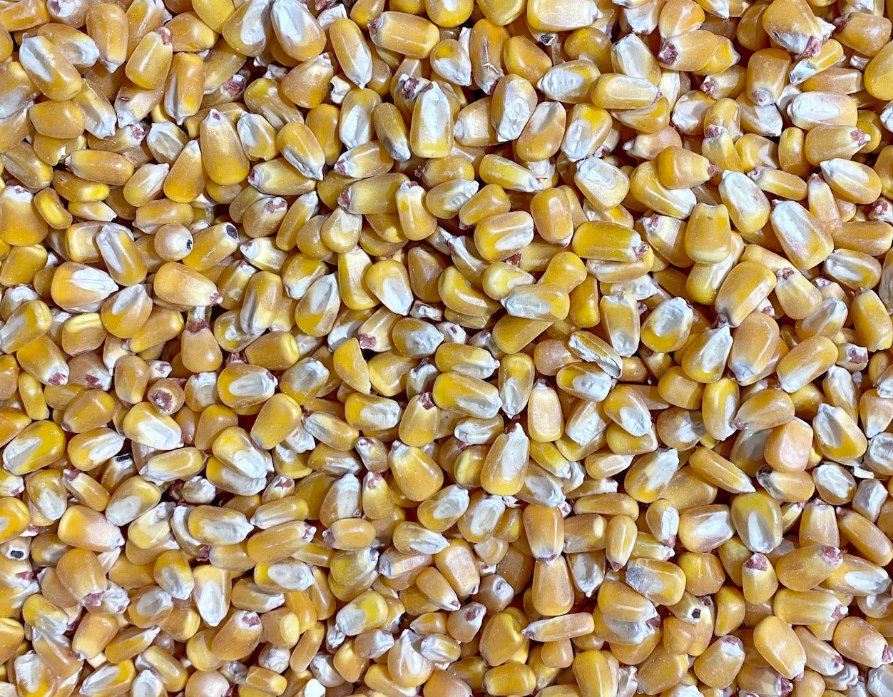 maize.jpg