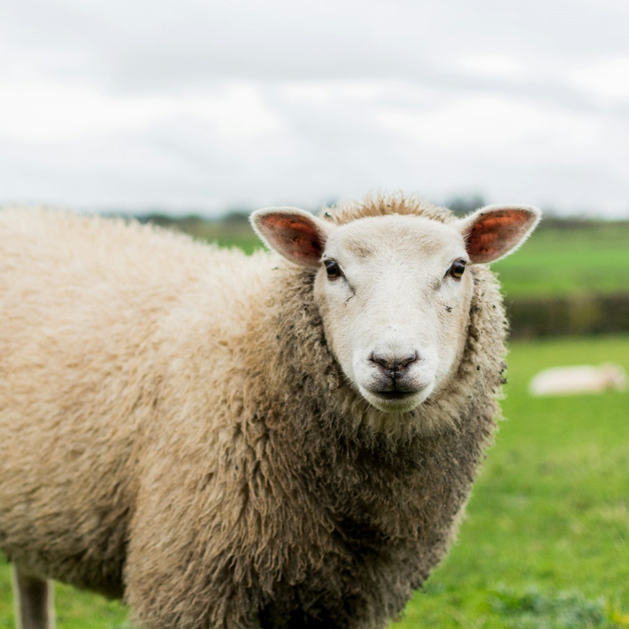 texel_sheep.jpg