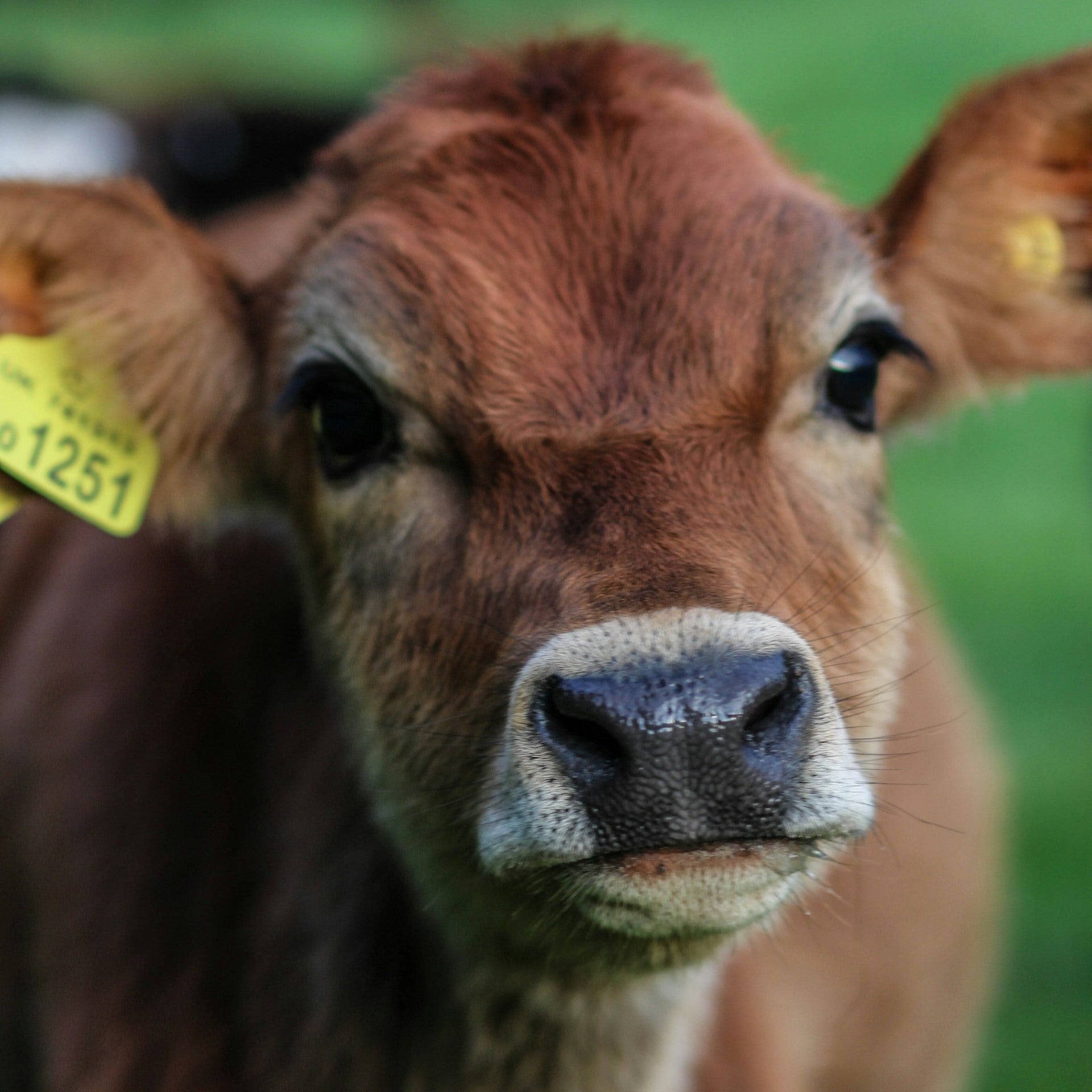 young_cow_-_Copy.jpg